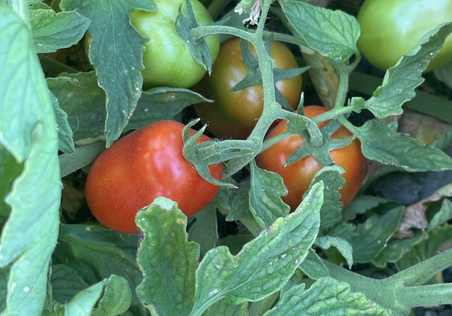 tomato